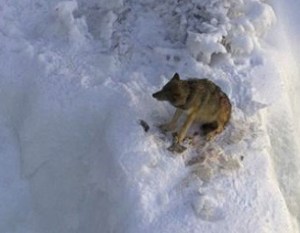 Isabelle cornered following an attack.